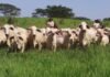 Bovinos da raça Tabapuã em área de pastagem. Foto: Divulgação