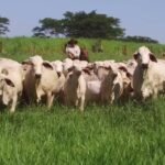 Bovinos da raça Tabapuã em área de pastagem. Foto: Divulgação