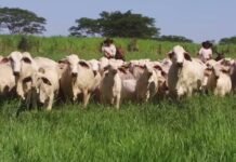 Bovinos da raça Tabapuã em área de pastagem. Foto: Divulgação