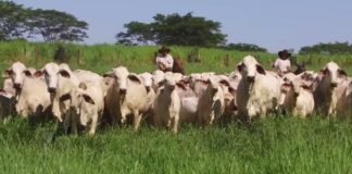 Da seleção ao lucro: genética tabapuã é a chave para a pecuária do Nordeste Bovinos da raça Tabapuã em área de pastagem. Foto: Divulgação