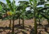 Fernando Haddad - Bananeira Williams, infectada com a murcha de Fusarium R4T, ao lado da brasileira BRS Princesa saudável, à direita.