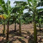 Fernando Haddad - Bananeira Williams, infectada com a murcha de Fusarium R4T, ao lado da brasileira BRS Princesa saudável, à direita.