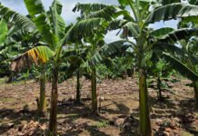 Fernando Haddad - Bananeira Williams, infectada com a murcha de Fusarium R4T, ao lado da brasileira BRS Princesa saudável, à direita.