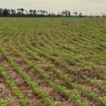 Plantio de soja em área de integração. Foto: Divulgação/Agropecuária Maragogipe