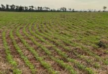 Plantio de soja em área de integração. Foto: Divulgação/Agropecuária Maragogipe