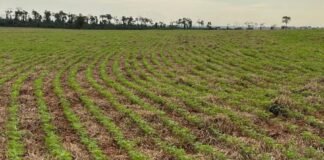 Plantio de soja em área de integração. Foto: Divulgação/Agropecuária Maragogipe