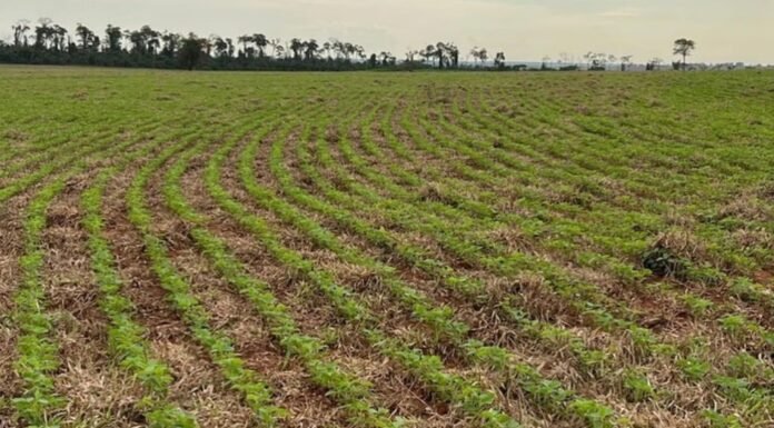 Plantio de soja em área de integração. Foto: Divulgação/Agropecuária Maragogipe