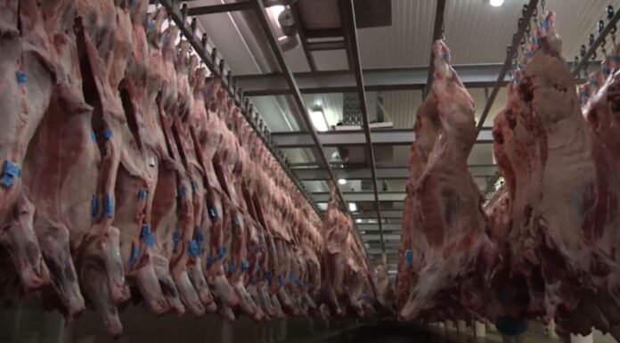 Impulsionada por maior demanda da China, exportação de carne bovina do MT cresce 31,44% em julho