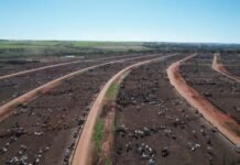 Bovinos em área de confinamento no Boitel JBS de Guaiçara (SP). Foto: Reprodução/Giro do Boi