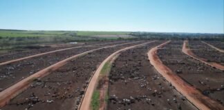 Bovinos em área de confinamento no Boitel JBS de Guaiçara (SP). Foto: Reprodução/Giro do Boi