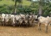Vacas Guzerá. Foto: Divulgação