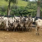 Mais leite com guzerá: a importância de touro girolando com genética comprovada Vacas Guzerá. Foto: Divulgação