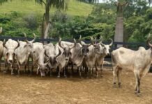 Vacas Guzerá. Foto: Divulgação