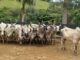 Mais leite com guzerá: a importância de touro girolando com genética comprovada Vacas Guzerá. Foto: Divulgação