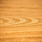 Manejo de solo passa a fazer parte do Zoneamento de Risco Climático da soja Antonio Neto - Os produtores de soja que aderirem ao projeto terão acesso a percentuais diferenciados de subvenção nas apólices do seguro rural, de acordo com o nível de manejo adotado na propriedade