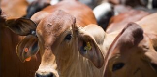boi - ruminação - carbono - mercado do boi