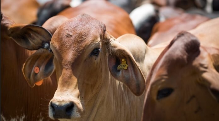 boi - ruminação - carbono - mercado do boi