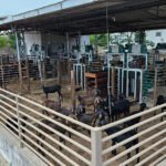 Olivardo Facó - Serviço da Prova de Eficiência Alimentar e Desempenho (PEAD) permitirá selecionar reprodutores com melhor eficiência no aproveitamento de alimentos