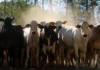 Pará; exportação de gado bovino