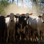 Pará; exportação de gado bovino