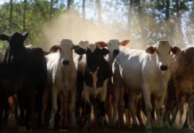 Pará; exportação de gado bovino