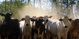 Pará; exportação de gado bovino