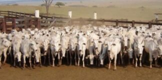 Pecuária de cria: nutrição da vacada na seca é chave para alta prenhez