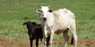 propriedades rurais JBS regularização Escritórios Verdes