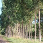 Claudio Melo - Ferramenta digital ajuda produtor de madeira a controlar custos e estimar sequestro de carbono na propriedade.