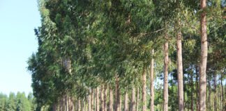 Claudio Melo - Ferramenta digital ajuda produtor de madeira a controlar custos e estimar sequestro de carbono na propriedade.