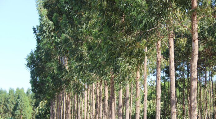 Claudio Melo - Ferramenta digital ajuda produtor de madeira a controlar custos e estimar sequestro de carbono na propriedade.