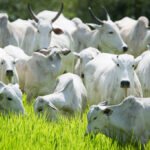 boiada gado bovino arroba do boi gordo carne bovina preços