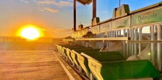Bovinos de corte no cocho de alimentação em confinamento. Foto: Divulgação