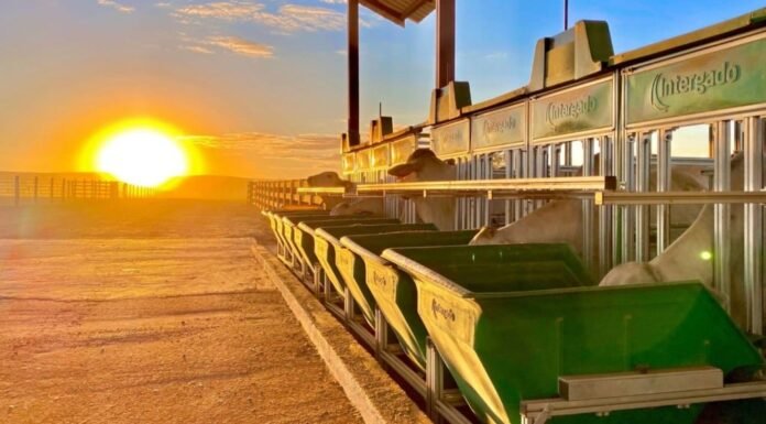 Bovinos de corte no cocho de alimentação em confinamento. Foto: Divulgação