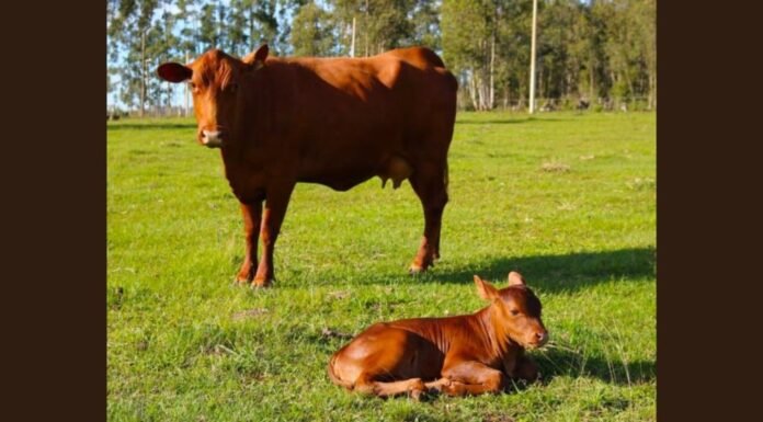 Bovinos da raça Senepol. Foto: Divulgação/ABCB Senepol