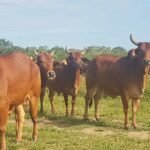 Bovinos da raça Sindi puros de origem (PO) da Embrapa reconhecidos pela ABCZ. Foto: Fernanda Birolo/Embrapa Semiárido