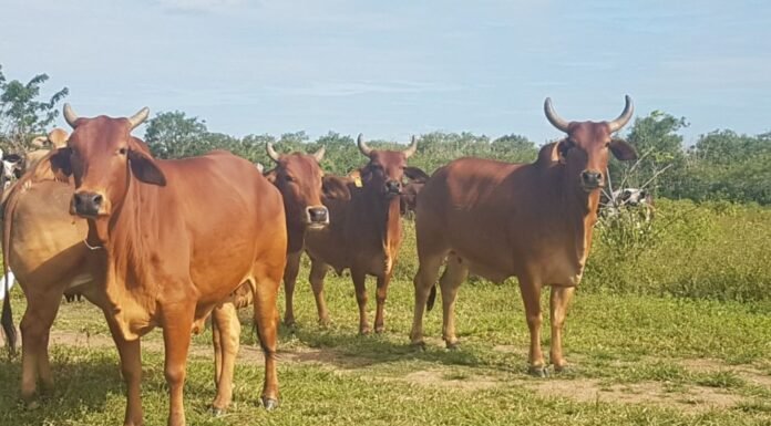 Sindi x senepol: o cruzamento que gera gado ultraprecoce no calor do Brasil Bovinos da raça Sindi puros de origem (PO) da Embrapa reconhecidos pela ABCZ. Foto: Fernanda Birolo/Embrapa Semiárido