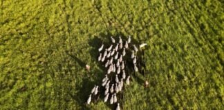 Sistema Antecipasto eleva produção e reduz emissões na pecuária