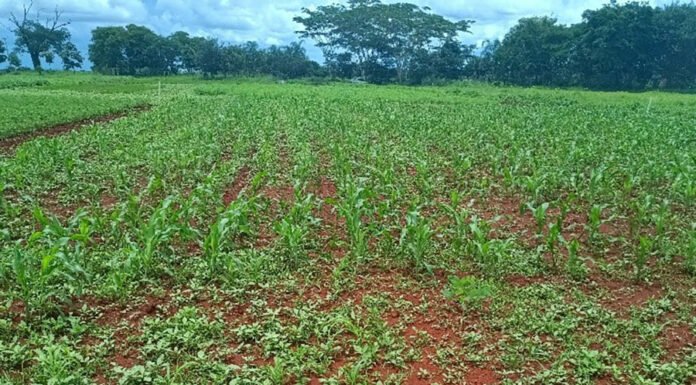 Técnicas simples ajudam lavouras orgânicas a conviver com plantas espontâneas