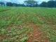 Técnicas simples ajudam lavouras orgânicas a conviver com plantas espontâneas