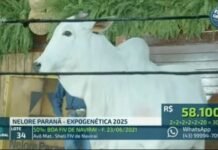 vaca leilão