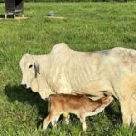 Vaca amamentando seu bezerro recém-nascido. Foto: Carlos Maurício Andrade/Embrapa Acre