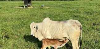 Vaca rejeita o bezerro? A chave da habilidade materna está no manejo e nutrição. Entenda Vaca amamentando seu bezerro recém-nascido. Foto: Carlos Maurício Andrade/Embrapa Acre