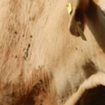 Parasitas no rebanho, responsáveis por prejuízos