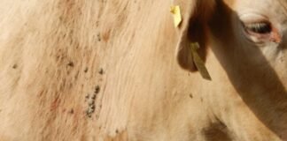 Parasitas no rebanho, responsáveis por prejuízos