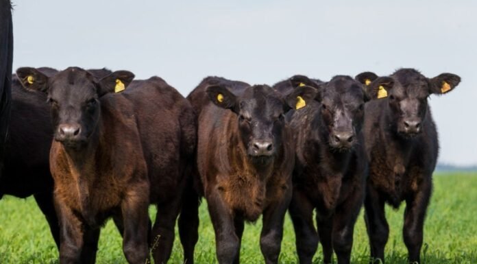 inscrições abertas para prova de eficiência alimentar em animais jovens