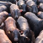 Foto: Divulgação/Friboi de Itapetinga (BA)