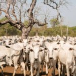 Adapec prorroga campanha de declaração de informações pecuárias na Ilha do Bananal até 10 de outubro