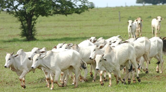 Arroba do boi gordo tem nova queda e patamar dos R$ 300 vai ficando para trás gado, pecuária, boi