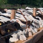 Baixa demanda pressiona as cotações no mercado bovino